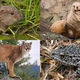 Illustration for article titled Endangered Wildlife To Be Given New Identities In Species Protection Program